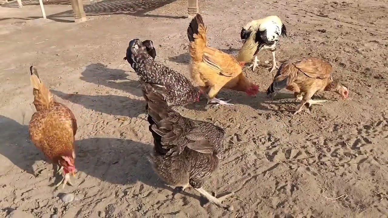 Sunny Morning Free-Range Desi Rooster and Hens Feeding Together || Relaxing Village Poultry Life