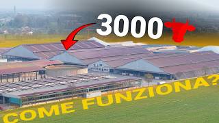 3000 BOVINI: cosa succede davvero qui dentro?