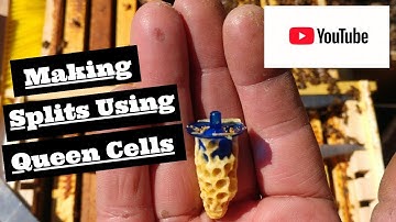 Making two frame splits with Queen cells.🐝