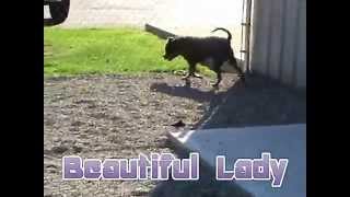Tootsie-- Weimaraner/ Pit Bull Mix