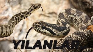 Yilanlarsnakes