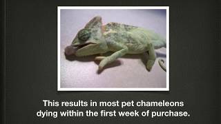 1000's of Pet Chameleons Die Each Month