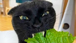 Funny Pets Until Tears / Funny Cats 2023 / Jokes with Cats / Funny ANIMALS video