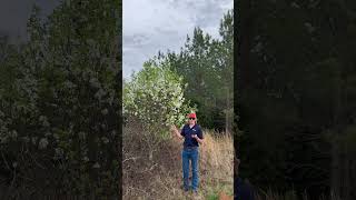 These trees are not good, and the downsides of this invasive species 🚫🌳 #gardening #farm  #History