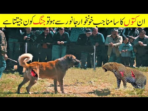 شیر اور چیتے سے بھی زیادہ خطرناک کتے | Dogs That Are Nightmares To Wild Animals | Facts in Urdu