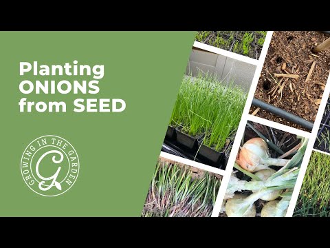 Planting ONIONS From Seed