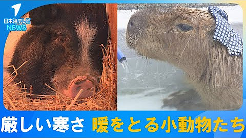 アニマル動画