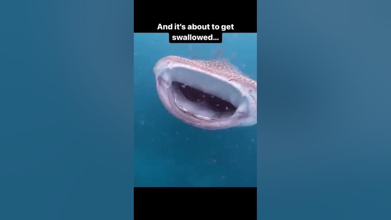 whale shark,#viral #youtubeshorts #shorts - YouTube