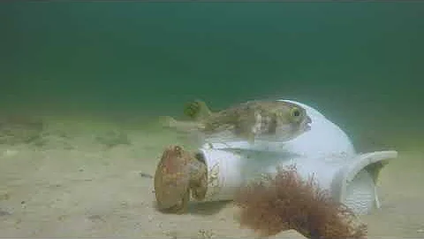 Octopus accepts an unusual friend.