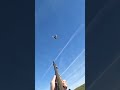 The one that got away! #pheasanthunting #hunting #hunters #pointer #shorts #newshorts #shortvideo