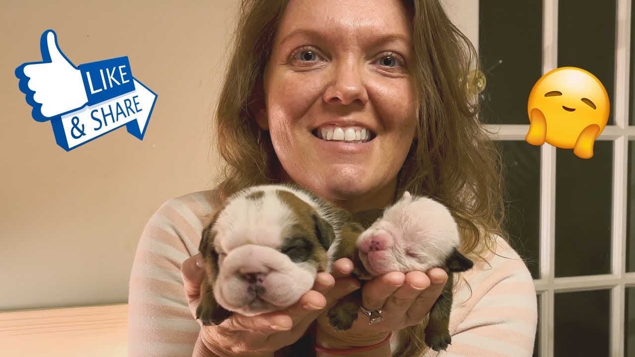 Милашка-милашка! 10-дневные щенки английского бульдога