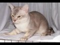 Burmilla cat 1 の動画、YouTube動画。