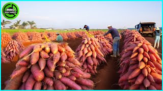 The Most Modern Agriculture Machines That Are At Another Level, How To Harvest Sweet Potatos In Farm