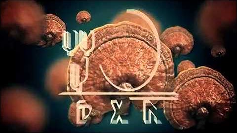 Introduction to DXN   Ganoderma lucidum