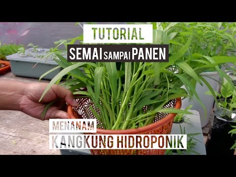 Video: Taman Tingkap Bandar: Cara Membuat Taman Herba Hidroponik