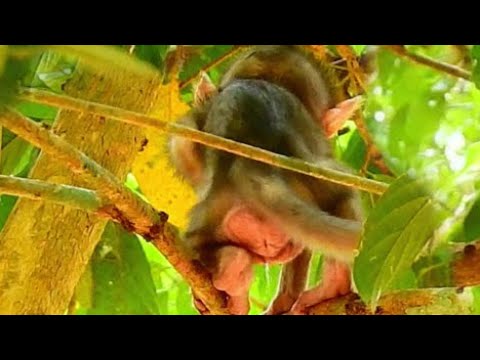Alba Pass Urine No The Tree,Monkey JUJU - YouTube