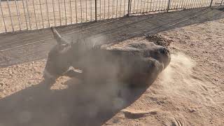 Donkey rolling around in dirt