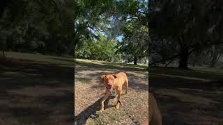 Meet 81686A Archibald A Terrier, American Staffordshire Currently Available For Adoption 552025 6