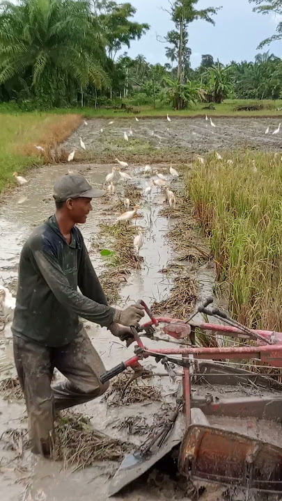 AKU AMAK PETANI MISKIN