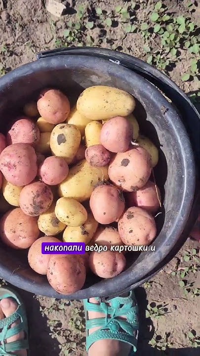 огородные работы #жизньвселе #семейныйканал #село #огород #урожай - YouTube