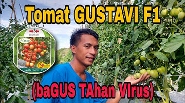 Tomat GUSTAVI F1 ||Gustavi Tomato
