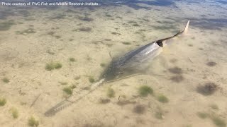 Abnormal Spinning Behavior Impacting Endangered Smalltooth Sawfish in South Florida