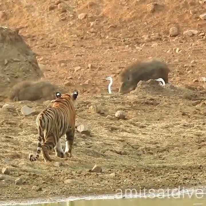 Tiger on Boar 🐗 Hunt #Tigeronboarhunt #Tiger #tadoba #boar #hunt