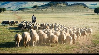 Staying Close to the Shepherd Today
A quick little revelation of the goodness of our Shepherd Jesus. Staying Close to the Shepherd Today