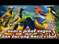 suara pikat burung sogok ontong kemade sirpu jingjing batu mantenan a50