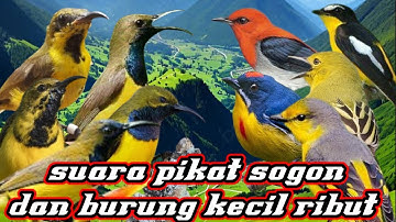 suara pikat burung sogok ontong kemade sirpu jingjing batu mantenan a50