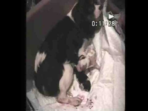 Cavalier King Charles Spaniel Puppy Birth - Part 1...