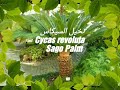 نخيل السيكاس Cycas Palm