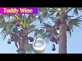 Juice of toddy palm | Palmyra palm juice natural | Toddy Palm Neera Collection by Grandfather