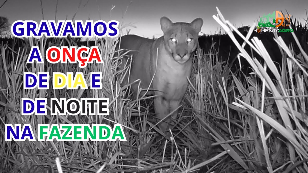 IMPRESSIONANTE - FLAGREI A ONÇA EM AÇÃO AQUI NA FAZENDA