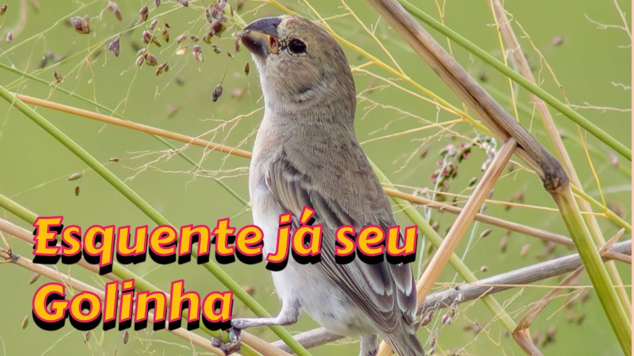 Golinha Fêmea chamando muito pra esquentar o macho ou patativa brejal