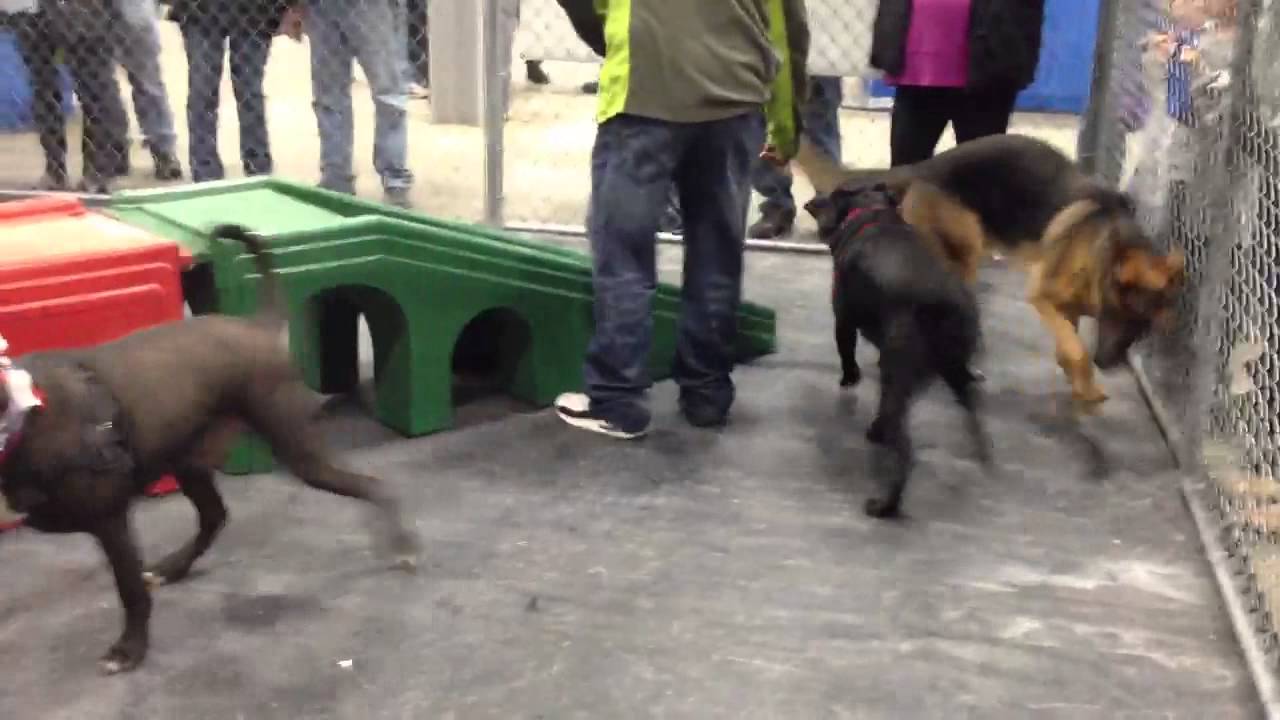 Super pet expo in Edison NJ YouTube