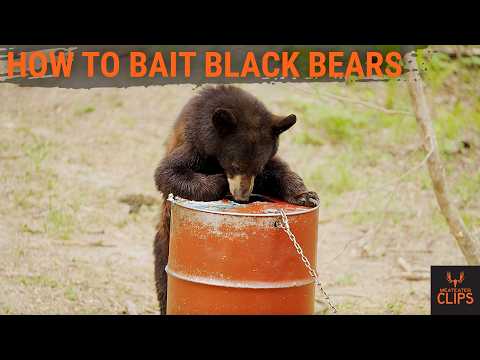 Setting Bait for Bears In Manitoba | With Janis Putelis | MeatEater Clips