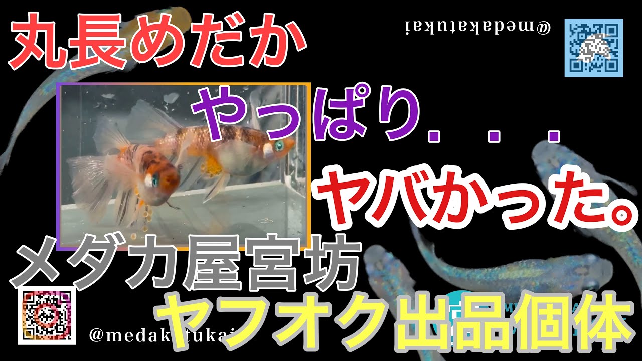 丸長めだかがヤバい。【メダカ屋宮坊ヤフオク出品個体】アポフィス、ミヤトラ、ミヤトラRLF、ゴジラ