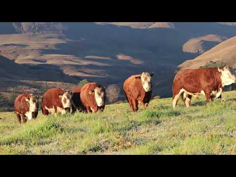 Stey Braes 24th Annual Production Auction - Herefords