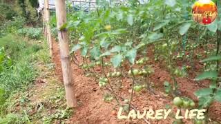 Tomato farming Nepal lockdown time great farming nuwakot