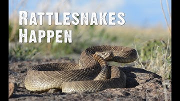 Rattlesnakes Happen