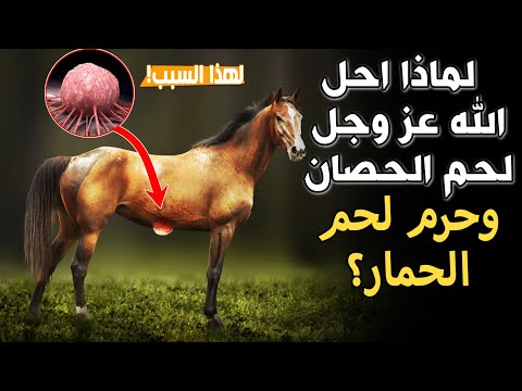 لماذا أحل الله ﷻ لحم الحصان وحرم لحم الحمير الأسباب مفاجأة ومعلومات سنعرفها لأول مرة