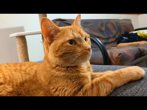 Video: Kako je obična đumbirska mačka Bundeva, koja pravi grimase na vjetru, postala internetski mem