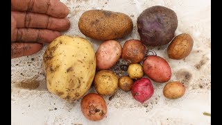 Gardening With Cody 12017 Week 22& 23: Huge Potato Harvest!