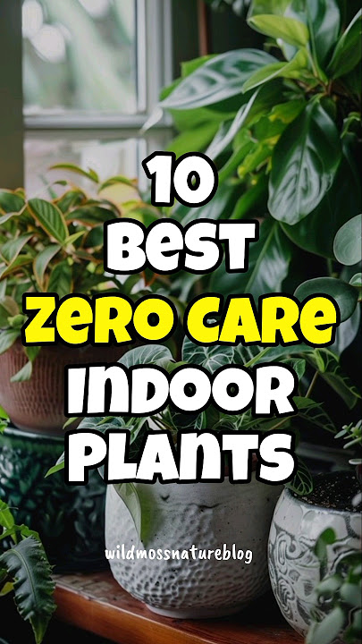 Best houseplants to grow without care / Zero care indoor plants #short #plantidentification