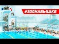 Устанавливаем мировой рекорд по прыжкам в воду с 10 метровой вышки