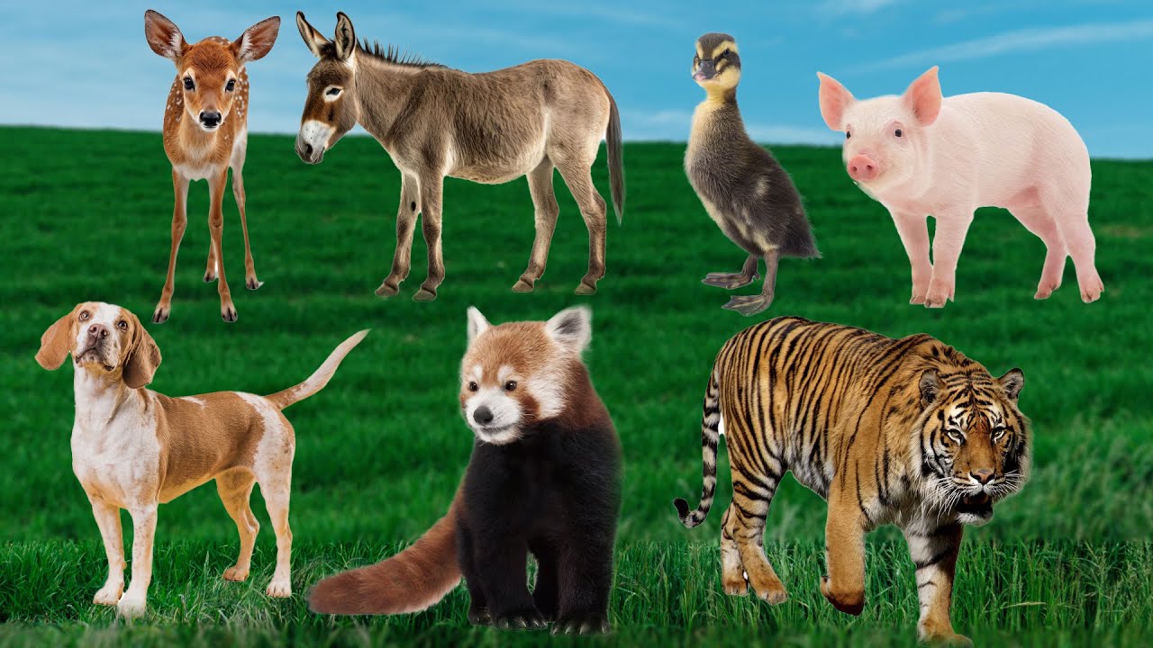 Animal Sounds Compilation: Sheep, Cat, Dog, Duck, Elephant, Horse ...