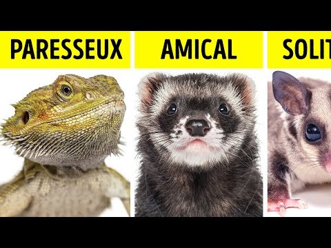 Vidéo: Quels Animaux Sont Les Plus