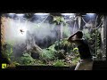 How a huntsman spider returned from the dead in my giant rainforest vivarium