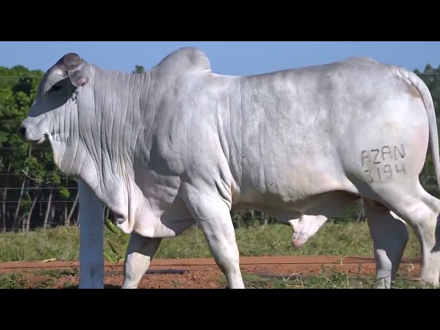 LOTE 46D   Leilão Touros Bela Alvorada Nelore Zan